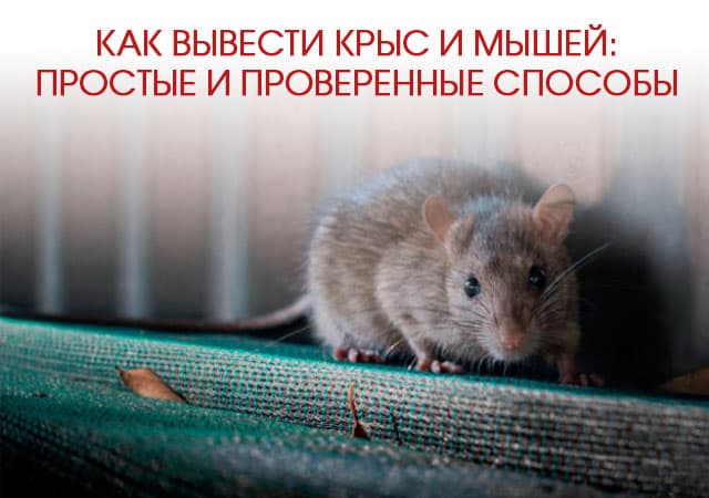 Как вывести крыс и мышей в Электростали: простые и проверенные способы