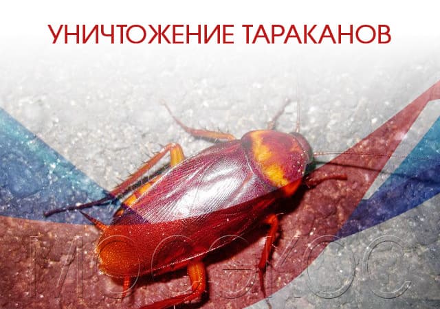 Уничтожение тараканов в Электростали