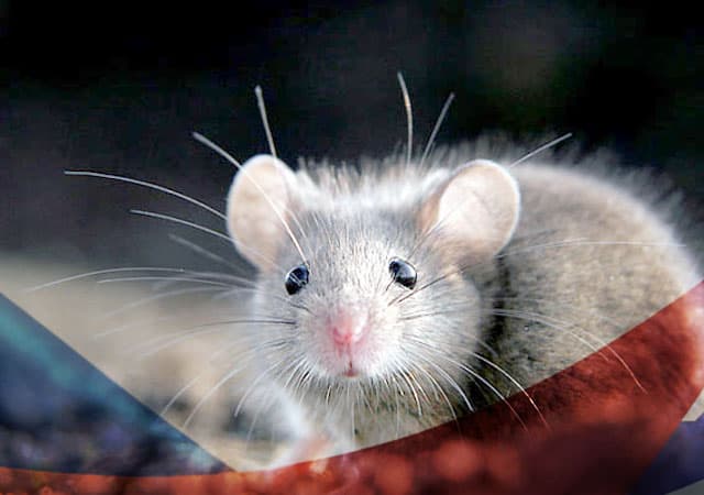 Уничтожение мышей в Электростали